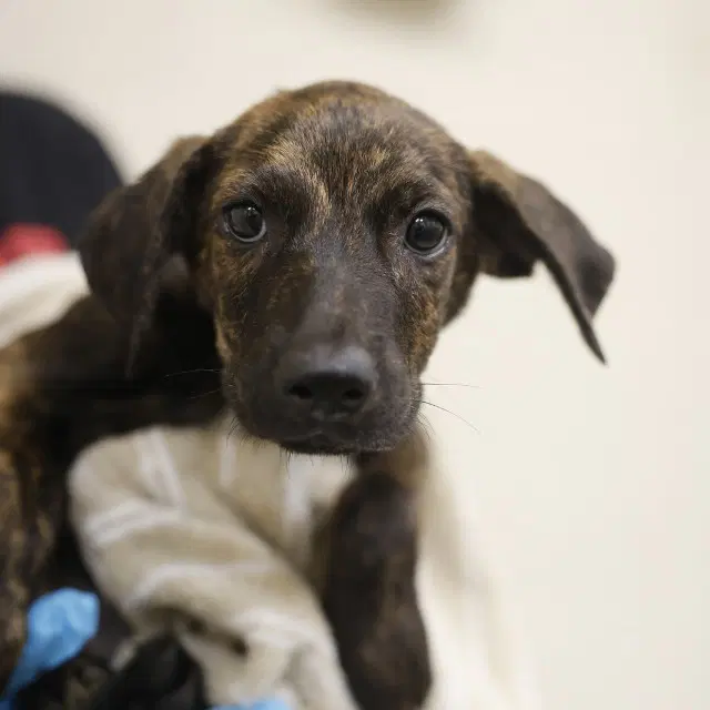 Wanda - Plott Hound