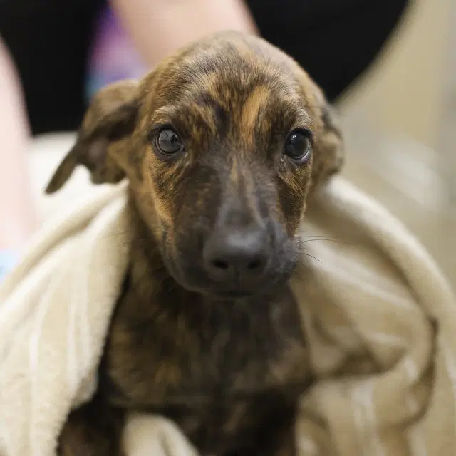 Waverly - Plott Hound