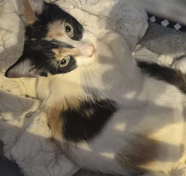 Saddie - Domestic Medium Hair