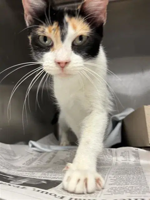 Saddie - Domestic Medium Hair