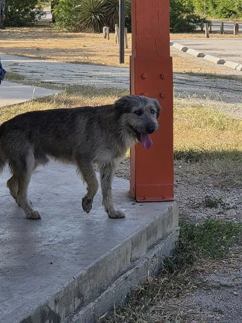 Clyde - Irish Terrier