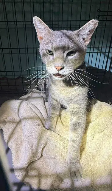 Sylvster - Domestic Short Hair