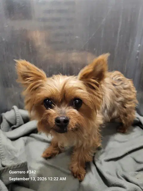 Sofia - Yorkshire Terrier Yorkie