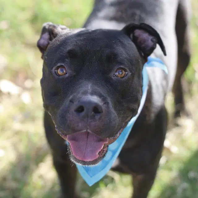 Meetball - American Staffordshire Terrier