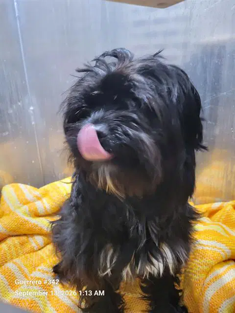 Tucker - Maltese