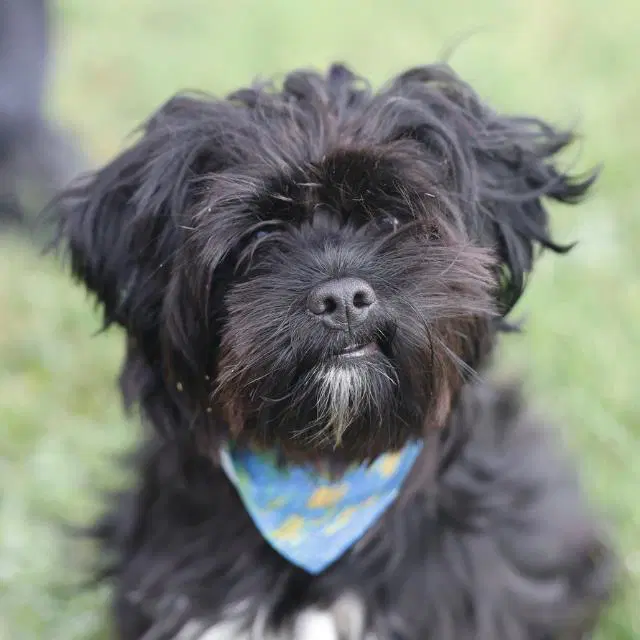 Tucker - Maltese