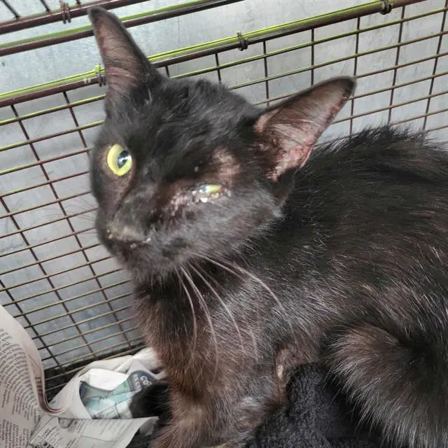 Circee - Domestic Short Hair