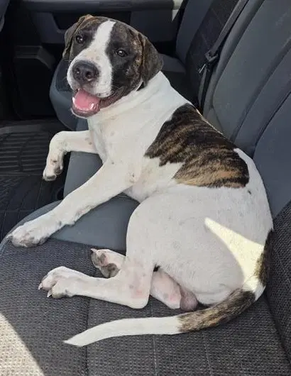 Aleksander - American Staffordshire Terrier