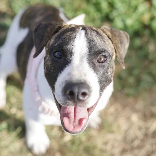 Aleksander - American Staffordshire Terrier