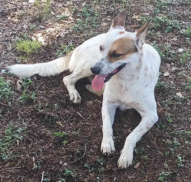 Oliver - Australian Cattle Dog/Blue Heeler
