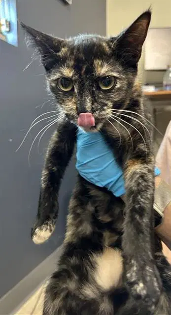 Nalani - Domestic Short Hair