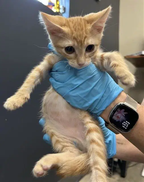 Namira - Domestic Short Hair