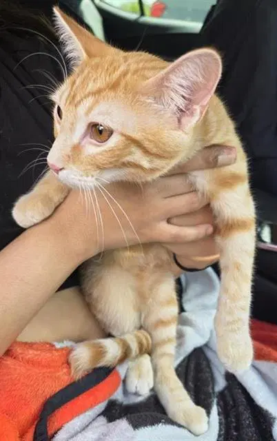 Seaton - Domestic Short Hair