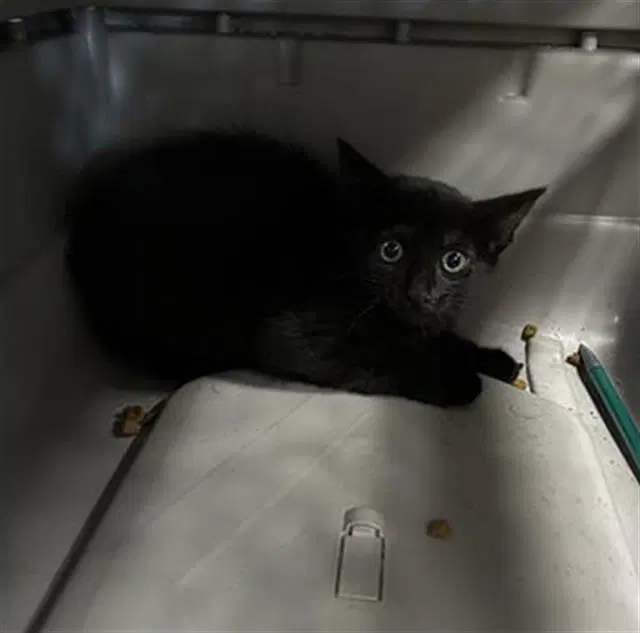 Loma - Domestic Short Hair