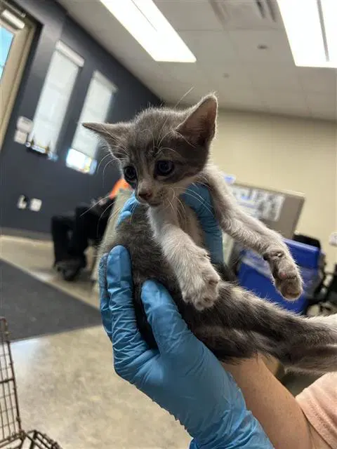 Javier - Domestic Short Hair