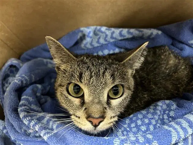 Lori - Domestic Short Hair