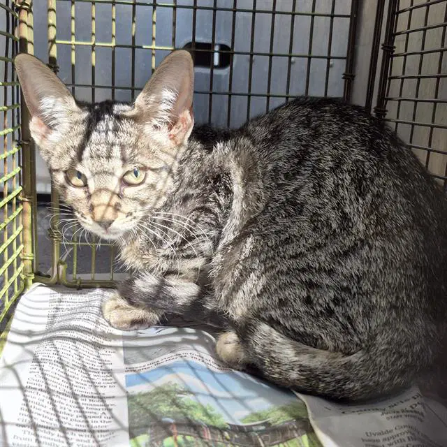 Dumpling - Domestic Short Hair