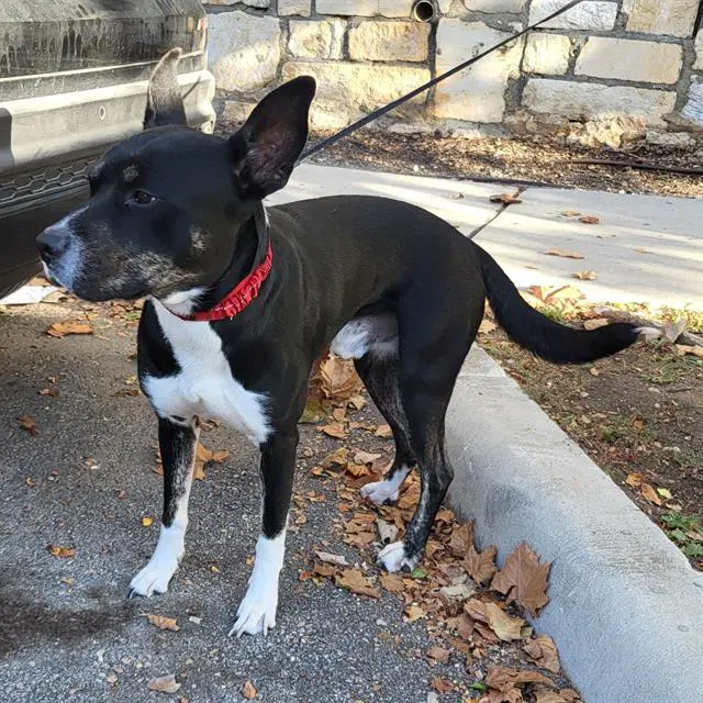 Nacho - American Staffordshire Terrier
