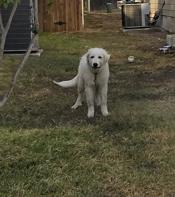 Califlower - Great Pyrenees