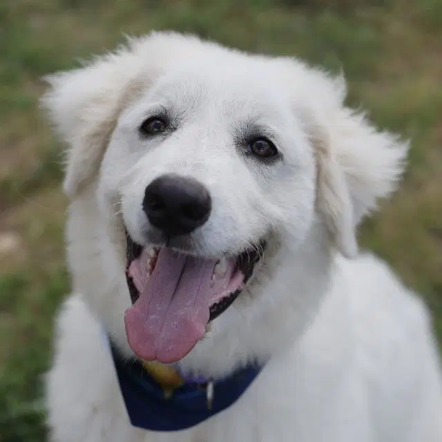 Califlower - Great Pyrenees