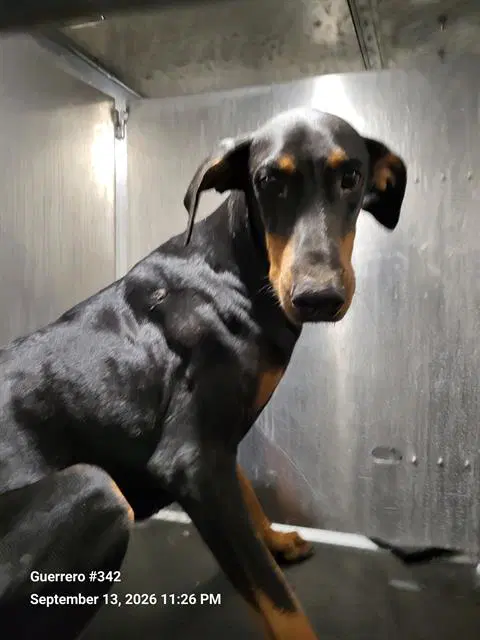 Unknown - Doberman Pinscher