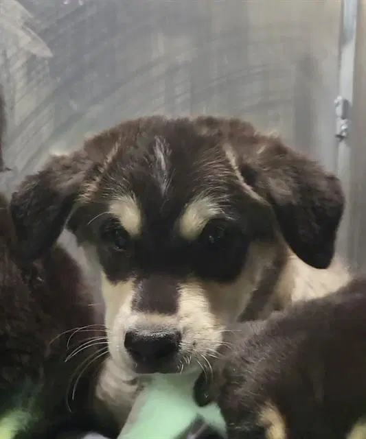 Peppercorn - Husky