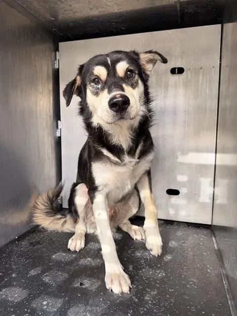 Peppercorn - Husky