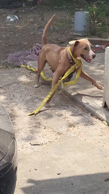 Blaze - American Staffordshire Terrier