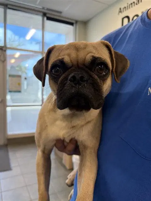 Stanley - Pug