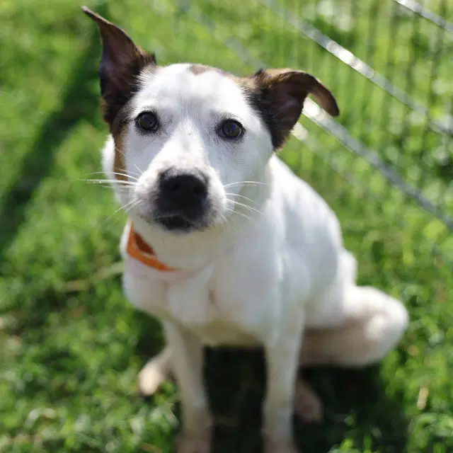 Koda Bean - Australian Cattle Dog/Blue Heeler