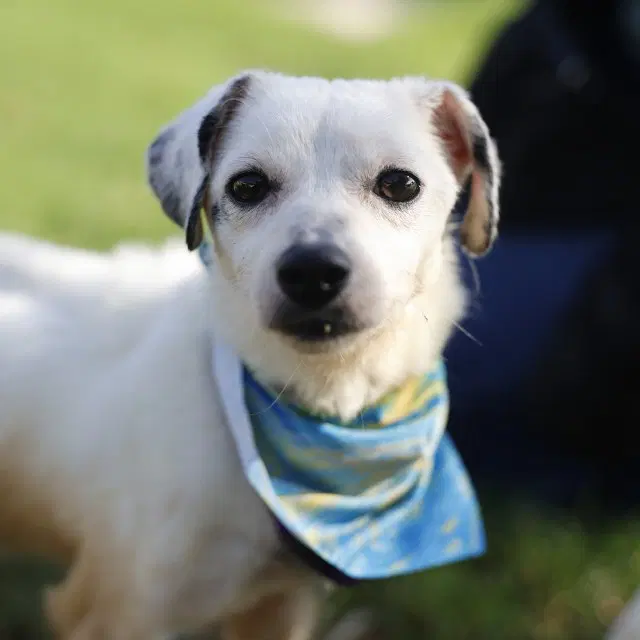 Ophelia - Terrier