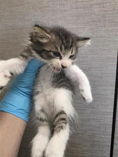 Harvey - Domestic Short Hair