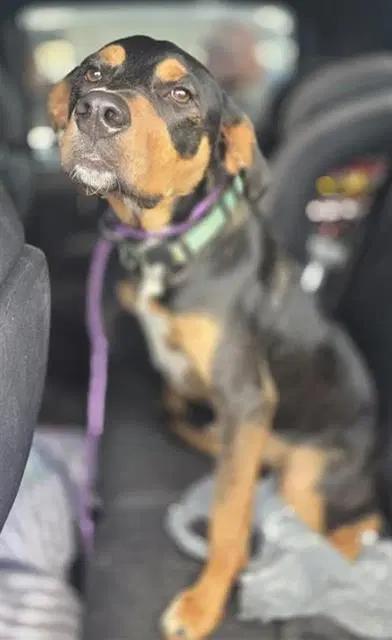 Rhaenys - Terrier