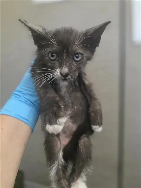 Sage - Domestic Short Hair