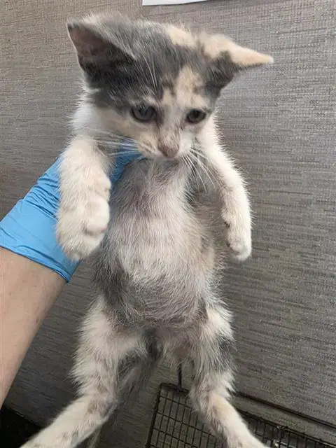Symphony - Domestic Short Hair