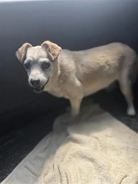 Stinson - Terrier