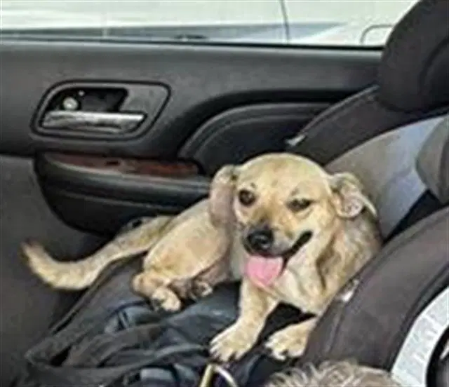 Alpha - Chihuahua