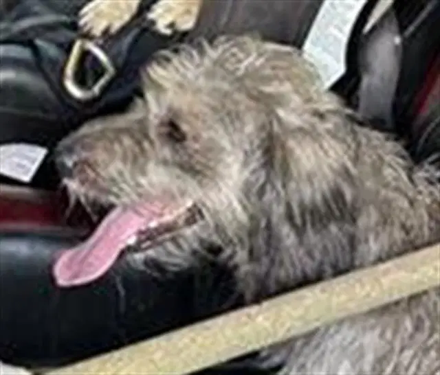 Beta - Terrier