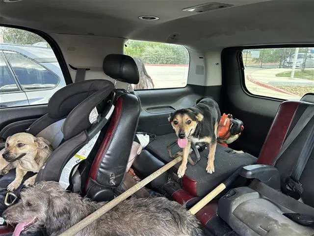Delta - Terrier