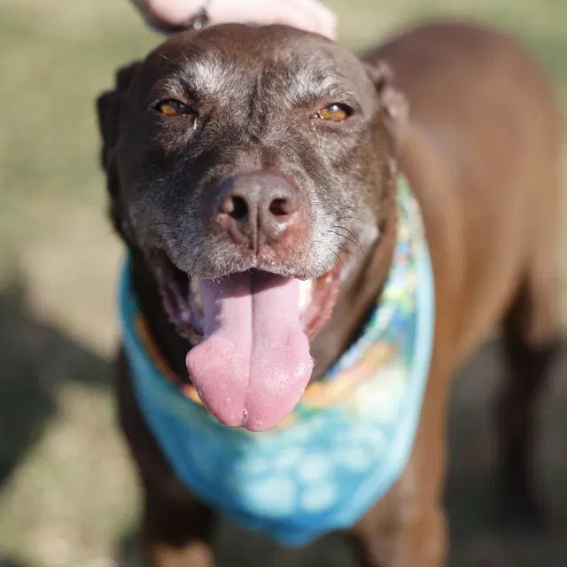 Jameson - Labrador Retriever