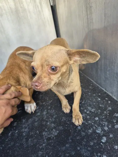 Unknown - Chihuahua