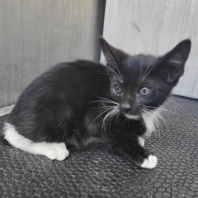 Princess - Domestic Short Hair