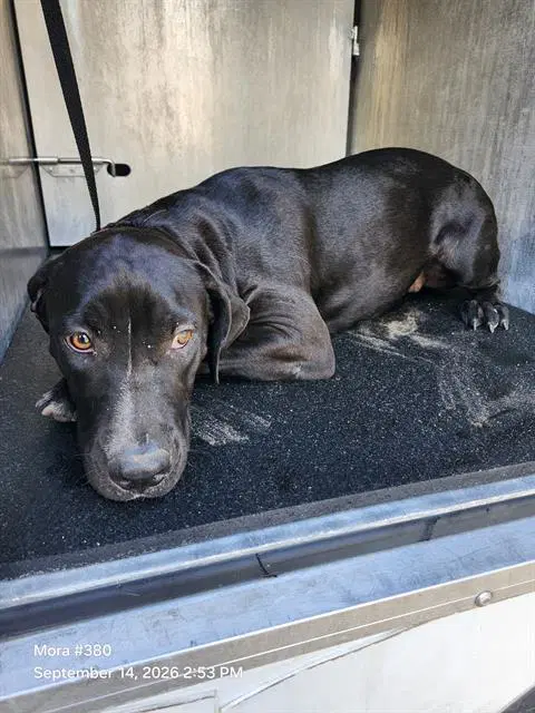 Anck-Su-Namun - Labrador Retriever