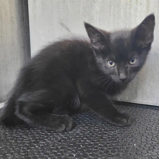 Prince - Domestic Short Hair