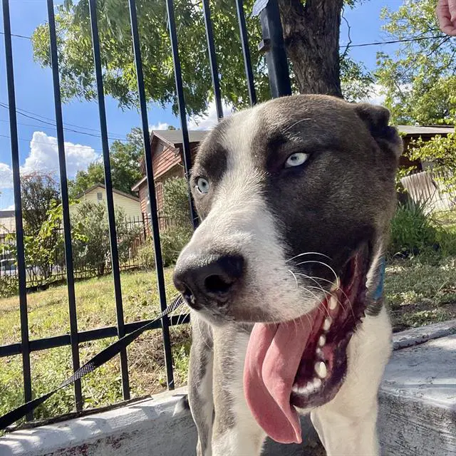 Frank Sinatra - Husky