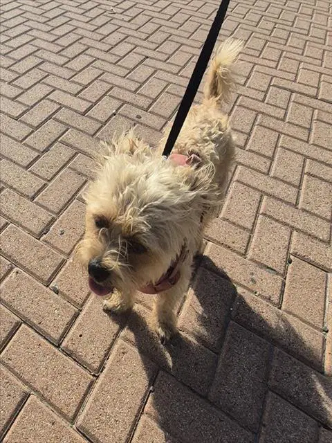Unknown - Terrier