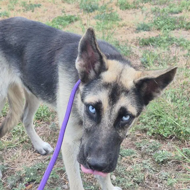 Smokey - German Shepherd Dog