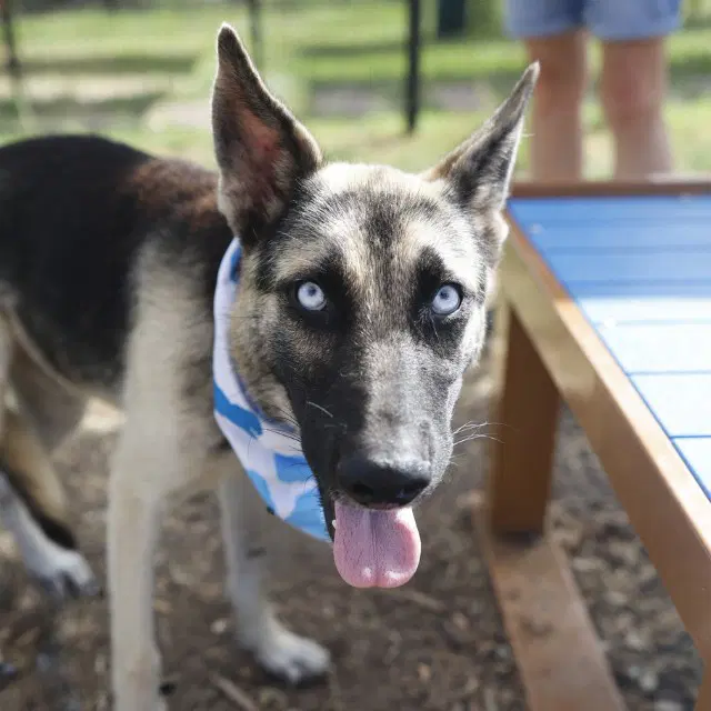 Smokey - German Shepherd Dog