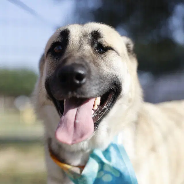 Queen - German Shepherd Dog