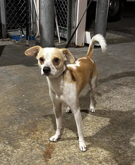 Chester - Chihuahua